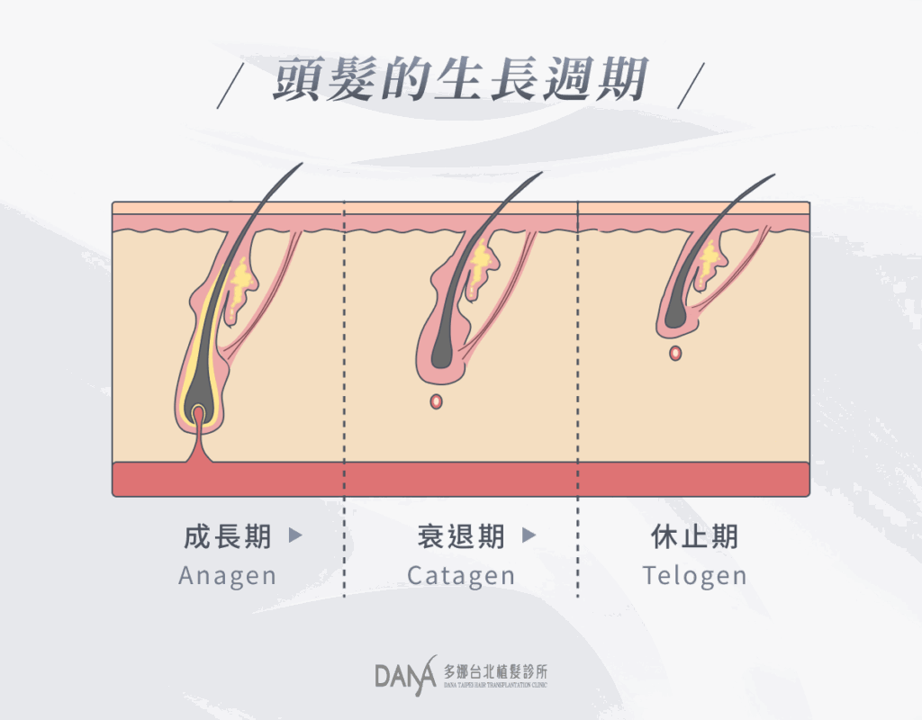 頭髮的生長週期
